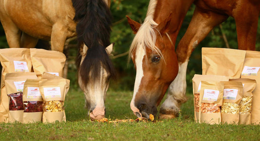 Zwei Pferde aus einer Wiese mit Karotten Chips