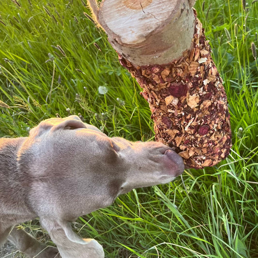 Wie Futter das Verhalten deines Hundes beeinflusst