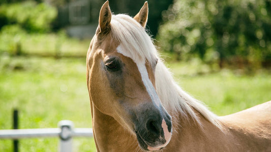 Cushing beim Pferd: Ursachen, Symptome und optimale Fütterung bei PPID