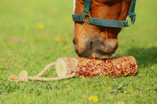 Knabbernetz für Pferde: Was darf rein und warum ist das wichtig?