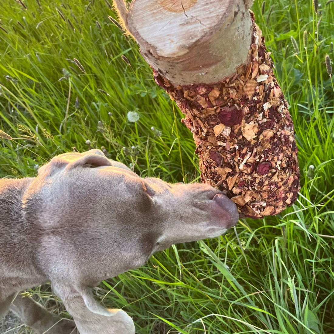 Wie Futter das Verhalten deines Hundes beeinflusst
