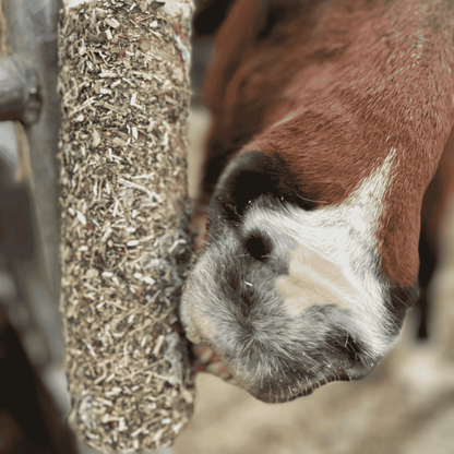 Kräuter-Knabber-Trio